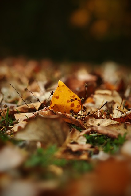 了不凡的才 了不凡的才